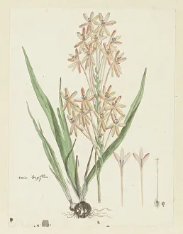 Ixia Prints: Ixia paniculata D.Delaroche, 1777-1786. Creator: Robert Jacob Gordon