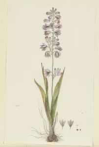 Ixia polystachya L. (Cornlily), 1777-1786. Creator: Robert Jacob Gordon
