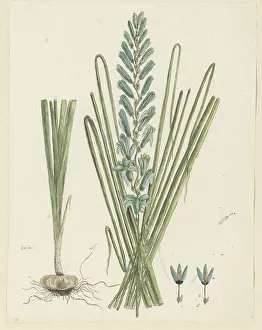 Ixia Prints: Ixia viridiflora Larn. (Turqoise ixia), 1777-1786. Creator: Robert Jacob Gordon
