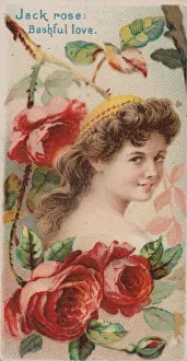 Duke W Sons Co Prints: Jack Rose: Bashful Love, from the series Floral Beauties and Language of Flowers (N75