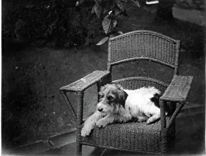 Lestrange Robert Augustus Henry Prints: Jack Russell Terrier Dog on wicker chair, Kilternan Abbey, Golden Ball, Ireland c1895