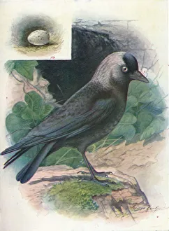 Jackdaw - Cor vus moned ula, c1910, (1910). Artist: George James Rankin