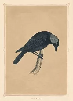 Ornithology Collection: Jackdaw, (Corvus monedula), c1850, (1856)