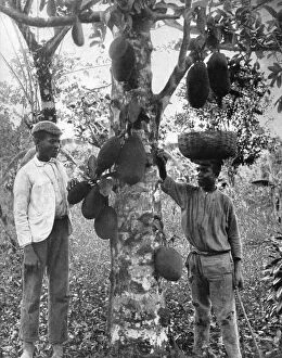 Jackfruit, Jamaica, c1905.Artist: Adolphe Duperly & Son