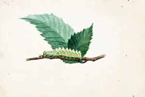 Entomology Prints: Jagged Leaf Edge Caterpillar... late 19th-early 20th century