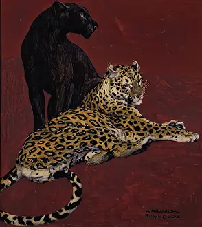 Jaguar and Black Panther. Creator: Warwick Reynolds