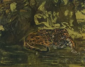 A Jaguar, c1900. Artist: John MacAllan Swan
