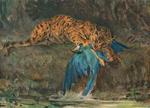 Jaguar and Macaw, late 19th century. Artist: John MacAllan Swan Jaguar and Macaw, late 19th century. Artist: John MacAllan Swan