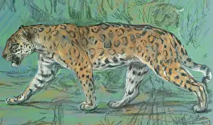 Chalk On Paper Prints: Jaguar Walking, 1903. Creator: John MacAllan Swan