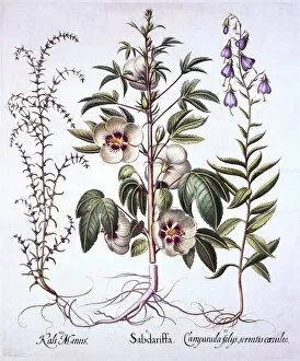 Jamaica Sorrel, Bellflower and Prickly Saltwort, from Hortus Eystettensis, by Basil Besler