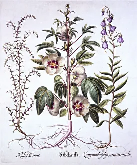 Jamaica Sorrel, Bellflower and Prickly Saltwort, from Hortus Eystettensis, by Basil Besler Jamaica Sorrel, Bellflower and Prickly Saltwort, from Hortus Eystettensis, by Basil Besler