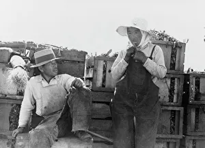 Workwear Prints: Japanese agricultural workers packing broccoli near Guadalupe
