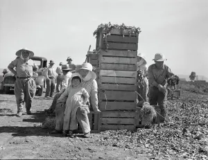 Picker Prints: Japanese agricultural workers packing broccoli near Guadalupe