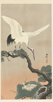 Koson 1877 1945 Prints: Japanese cranes on branch of pine tree. Creator: Ohara, Koson (1877-1945)