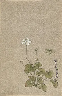 Beige Background Prints: A Japanese flowering plant. Creator: Unknown