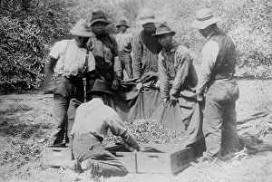 Japanese on fruit farm, California, between c1910 and c1915. Creator: Bain News Service