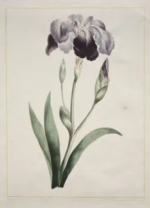 Late 18th Early 19th Century Prints: Japanese Iris (Large Blue Iris), 1801. Creator: John Edwards (British)