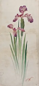 Japanese matsuzaki iris (Iris kaempferi cv): mauve flowers and leaves. Creator: Unknown