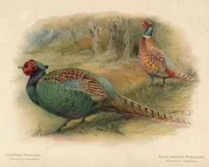 Charles Whymper Gallery: Japanese Pheasant (Phasaianus versicolor), Ring-Necked Pheasant (Phasaianus torquatus), 1900