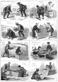 Sowing Prints: Japanese tea production, 1874