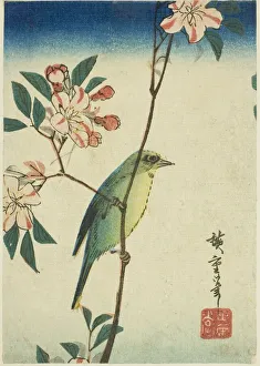 Japanese white-eye on flowering branch, 1830s-1840s. Creator: Ando Hiroshige