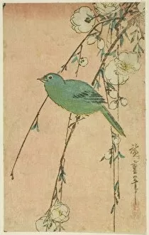 Cherry Tree Gallery: Japanese white-eye and weeping cherry, c. 1830s. Creator: Ando Hiroshige