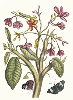 Botanical Illustration Gallery: Jasmin des Indes. From the Book Metamorphosis insectorum Surinamensium, 1705