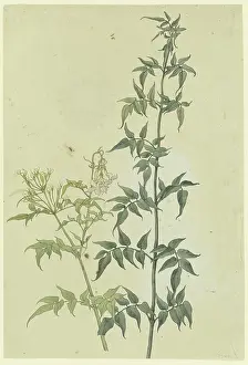 Branch Prints: Two jasmine branches, 1817. Creator: Franz Theobald Horny