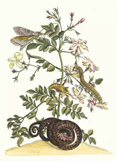 Botanical Illustration Gallery: Jasminum grandiflorum. From the Book Metamorphosis insectorum Surinamensium, 1705