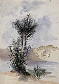 Guyana Prints: A jauari palm tree (Astrocaryum jauari Mart) growing on a river bank in Guyana
