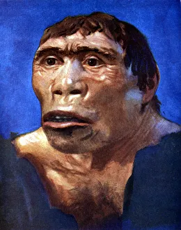 Human Prints: Java Man (Pithecanthropus erectus)