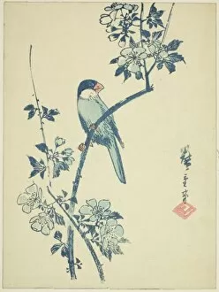 Cherry Tree Gallery: Java sparrow on cherry branch, c. 1830/44. Creator: Ando Hiroshige