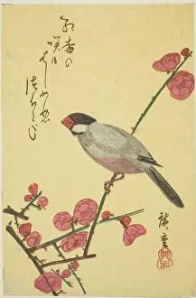 Java sparrow on plum branch, 1830s. Creator: Ando Hiroshige