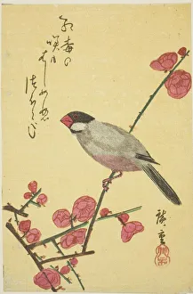 Java sparrow on plum branch, 1830s. Creator: Ando Hiroshige