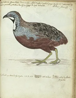 Java Indonesia Prints: Javan quail, 1785. Creator: Jan Brandes