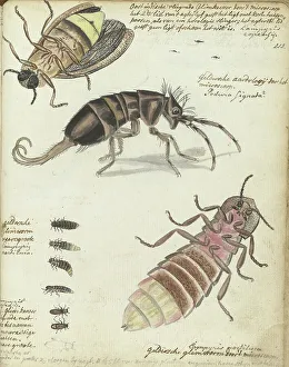 Java Prints: Javanese and Gelderland glowworms, 1770-1787. Creator: Jan Brandes