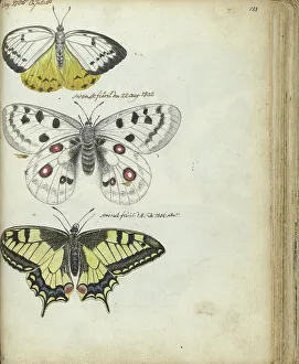 Java Indonesia Prints: Javanese and Swedish butterflies, 1785-1806. Creator: Jan Brandes
