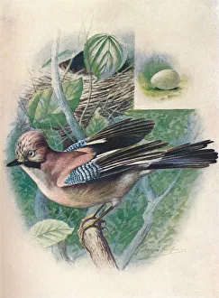 Garrulus Glandarius Prints: Jay- Gar rulus glanda rius, c1910, (1910). Artist: George James Rankin