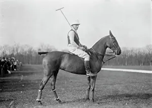 Ponies Prints: J.C. Phipps, between c1910 and c1915. Creator: Bain News Service