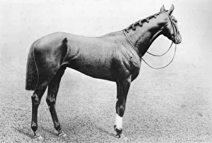 Stallion Prints: Jeddah, 1895-1909, (1911)