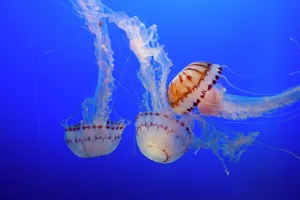 Jellyfish, Monterey Bay Aquarium, Monterey, California, USA, 2022. Creator: Ethel Davies