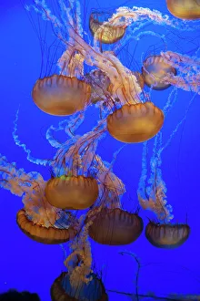 Jellyfish, Monterey Bay Aquarium, Monterey, California, USA, 2022. Creator: Ethel Davies