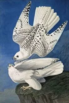 Jer or Iceland Falcon, Falco Islandicus, 1845