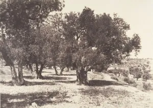 Olive Trees Prints: Jerusalem, Champ du sang, 1854. Creator: Auguste Salzmann