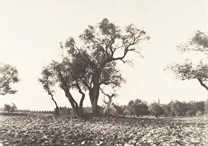 Olive Trees Prints: Jerusalem, Chemin de Naplouse, 1854. Creator: Auguste Salzmann