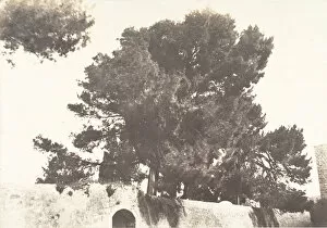 Armenian Gallery: Jerusalem, Pins du Couvent armenien, 1854. Creator: Auguste Salzmann