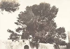 Pines Prints: Jerusalem, Pins du Couvent armenien, 1854. Creator: Auguste Salzmann