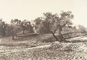 Olive Trees Prints: Jerusalem, Porte d Herode, 1854. Creator: Auguste Salzmann