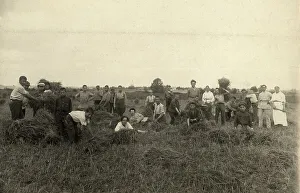 Jewish Pedagogical College and Agricultural School - At field work/Harvest, Minsk, 1922-1923. Creator: Unknown