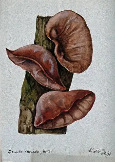 Sense Prints: Jew's ear fungus (Hirneola auricula-judae): three fruiting bodies on wood